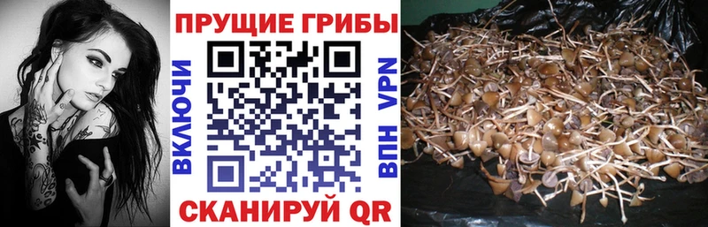 Галлюциногенные грибы MAGIC MUSHROOMS  Хасавюрт 